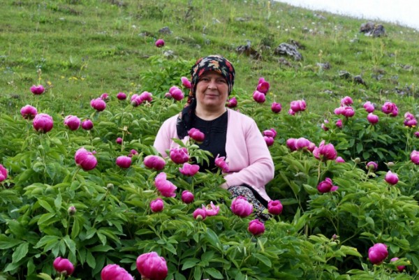 Sakarya'da yılda 10 gün açıyor: Bu çiçeği koparmanın cezası 557 bin TL